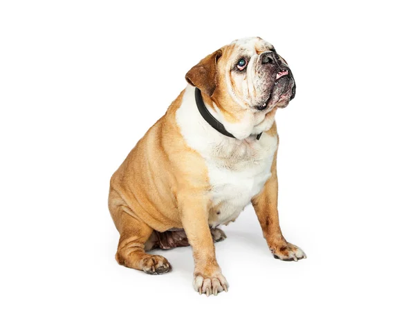 Oude blind rasechte Engelse Bulldog — Stockfoto