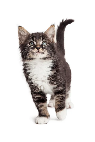 Roztomilý kotě chůzi vpřed na bílém pozadí — Stock fotografie