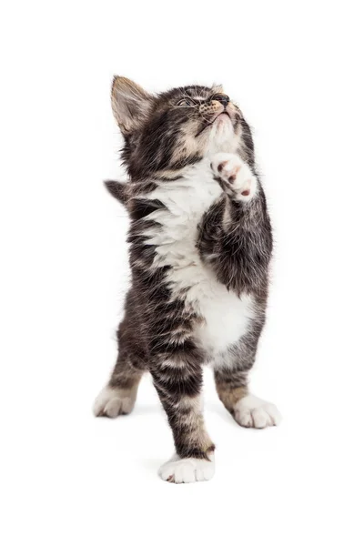 Gatinho brincalhão levantando a pata olhando para cima — Fotografia de Stock