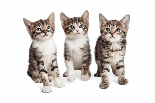 Tři pruhované koťata izolovaných na bílém — Stock fotografie