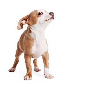 Komik ifade ile şirin köpek yavrusu