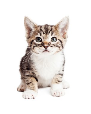 Meraklı şirin Tabby yavru kedi