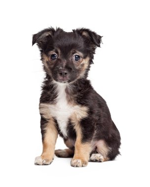 Siyah ve tabaklamak korkunç köpek yavrusu
