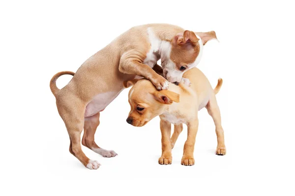 Dvě hravé Chihuahua — Stock fotografie