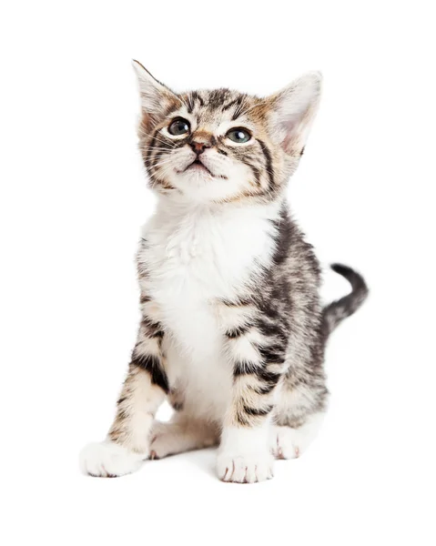 Schattige jonge Tabby Kitten Over White — Stockfoto