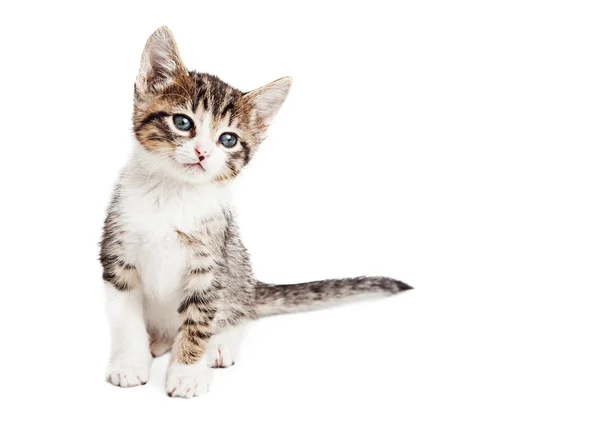 Cute Kitten With Copy Space — Stock Photo, Image