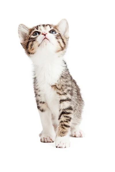 Juguetón curioso gatito mirando hacia arriba — Foto de Stock