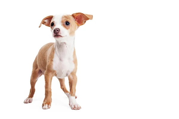 Lindo cachorro de raza pequeña con espacio de copia — Foto de Stock