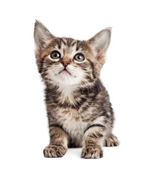 Carino gattino tabby — Foto Stock