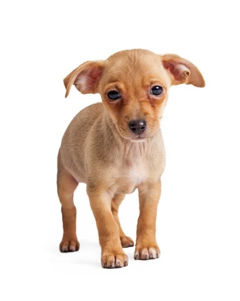 Triste perro cachorro de raza pequeña en blanco —  Fotos de Stock