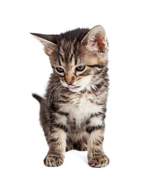 Tabby γατάκι κοιτάζοντας προς τα κάτω γλώσσα έξω — Φωτογραφία Αρχείου