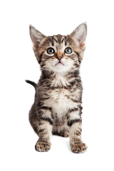 Tabby Kitten seduto di fronte in avanti — Foto Stock