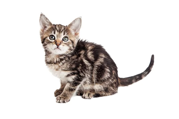 Tabby Kitten Sitting Side Looking Forward — Stock Photo, Image