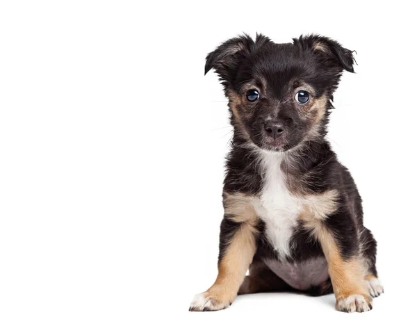 Cachorro Terrier mirando hacia el futuro en blanco —  Fotos de Stock