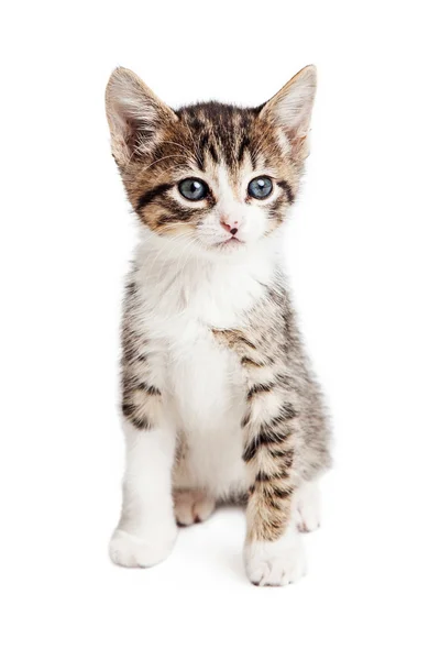 Cyperse Kitty Kat zittend op wit — Stockfoto