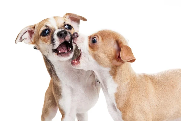 Два щенячьих дога играют в драку — стоковое фото