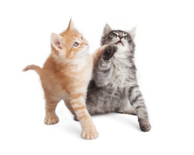 Oynak yavru kedi pençeleri kadar ulaşan