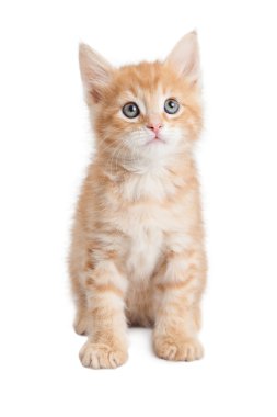 Özenli şirin turuncu tekir kedi