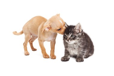 Yavru kedi, köpek damat kulak