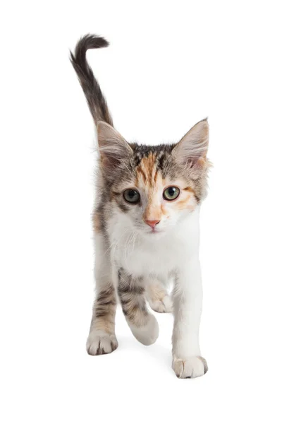 Cute Kitten Walking Forward Over White — Stock Photo, Image