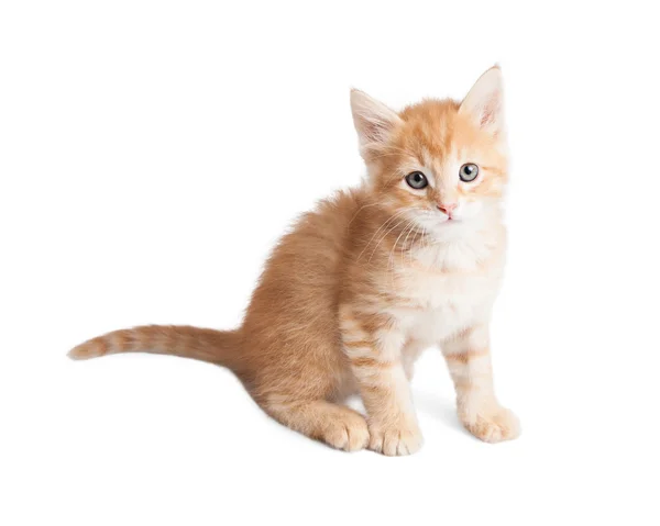 Gatinho de mesa laranja sentado olhando para a frente — Fotografia de Stock