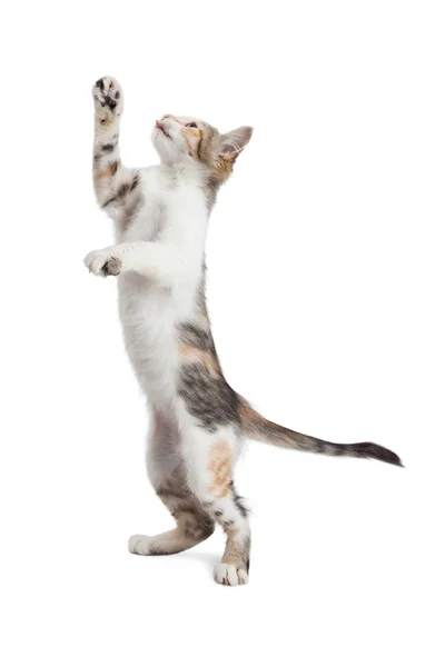 Γάτα που στέκεται παίζει να κτυπήσει — Φωτογραφία Αρχείου