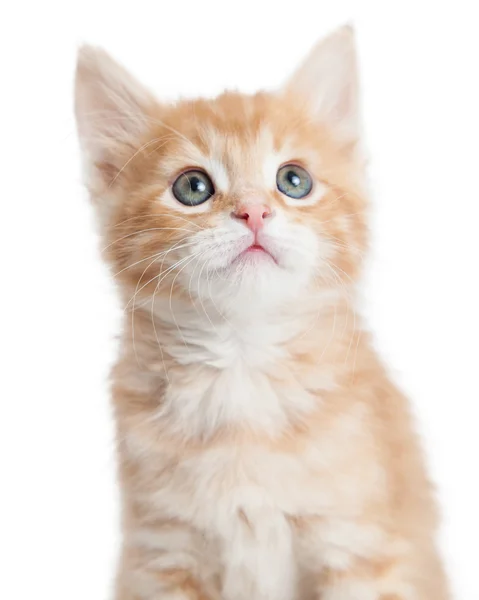 Närbild porträtt söt orange tabby kattunge — Stockfoto