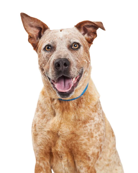 Portrait Happy Red Heeler Crossbreed Dog — Stock Photo, Image