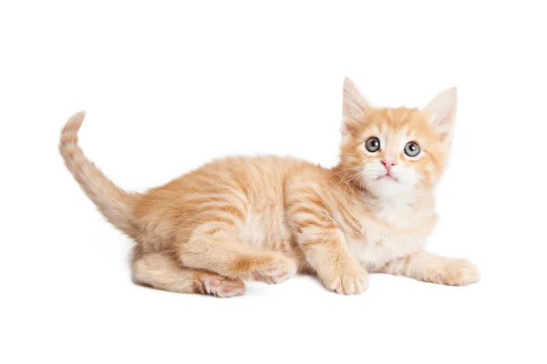 Gatinho atento que coloca no lado sobre branco — Fotografia de Stock