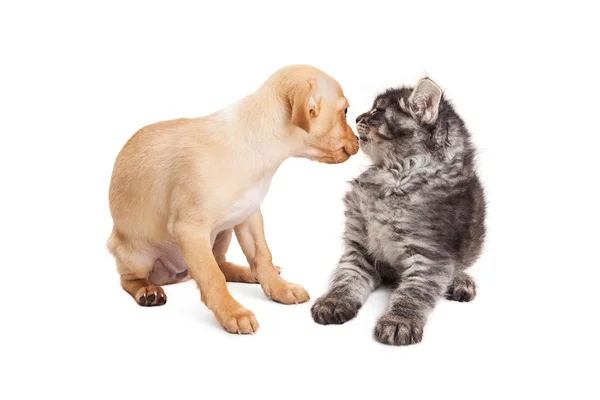 Nieuwsgierig Puppy en Kitten vergadering — Stockfoto