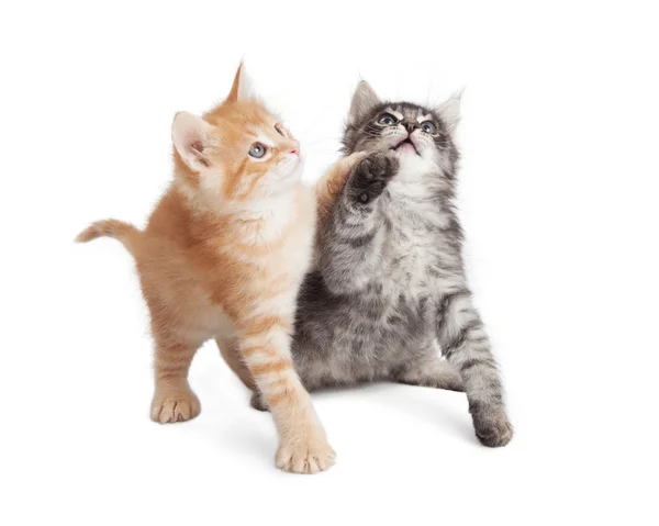 Gattini giocosi che raggiungono le zampe in alto — Foto Stock