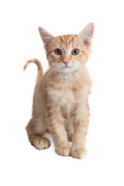可爱的橙色小猫 — 图库照片