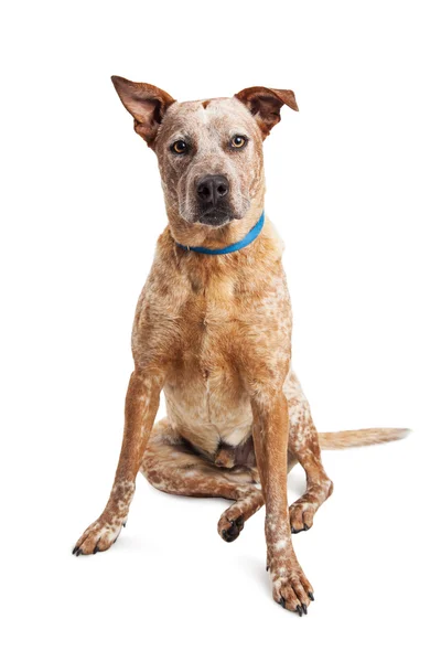 Heeler Crossbreed Dog Stând Peste Alb — Fotografie, imagine de stoc