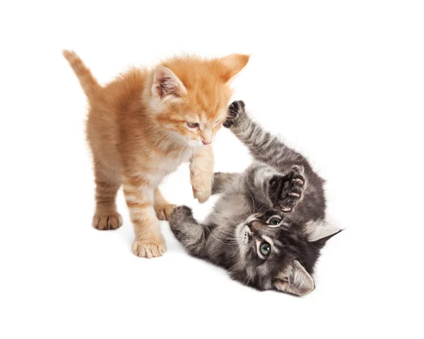 Twee Kittens spelen op witte achtergrond — Stockfoto