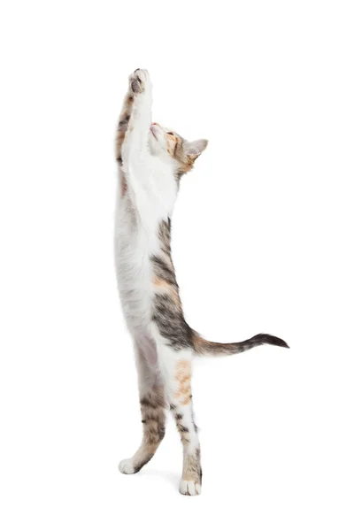 Cat Standing Tall Reaching Up — Stock Photo, Image