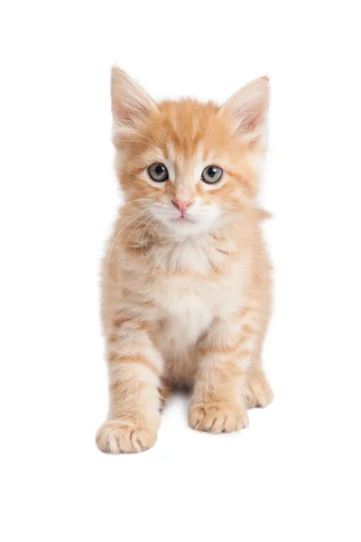 Orange tabby kattunge sitter ser fram — Stockfoto