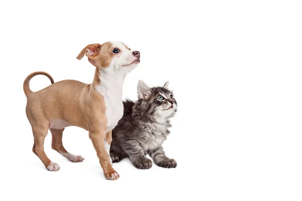 Filhote de cachorro e gatinho olhando para o espaço de cópia — Fotografia de Stock