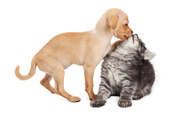 Agresif kedi ile oynarken köpek yavrusu — Stok fotoğraf