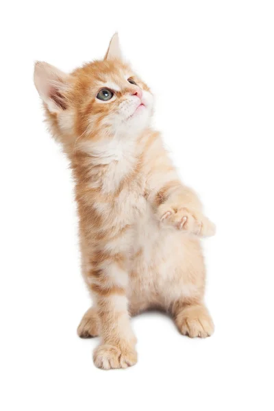 Gatito naranja pata y ojos arriba — Foto de Stock