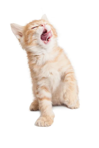 Смешной рот котенка широко открытый язык — стоковое фото