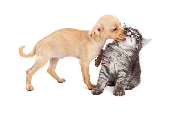 Brincalhão filhote de cachorro beijando gatinho — Fotografia de Stock