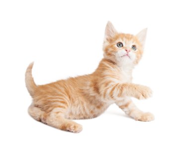 Oynak turuncu yavru kedi pençe ileri ulaşan