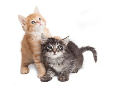 Çok güzel oynak yavru kedi 