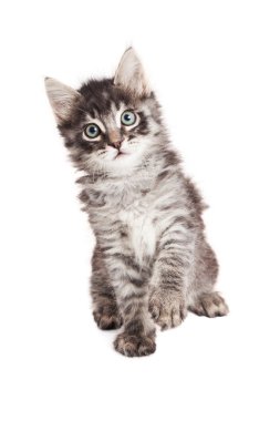 Pençe yükselterek siyah ve gri Tabby yavru kedi
