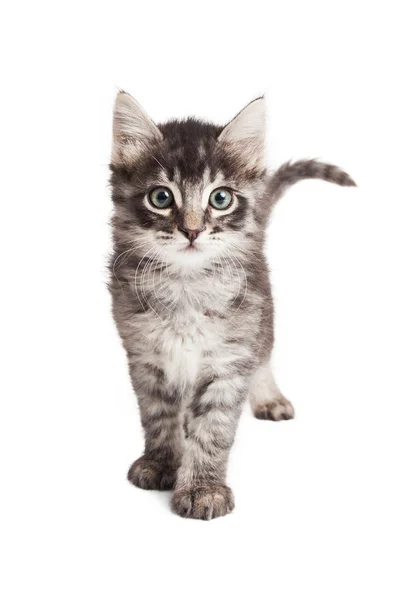 Beyaz ileri yürüyüş üzerinde siyah ve Gri kedi yavrusu — Stok fotoğraf