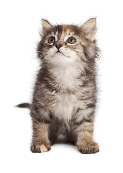 Nieuwsgierig tabby kitty op wit — Stockfoto