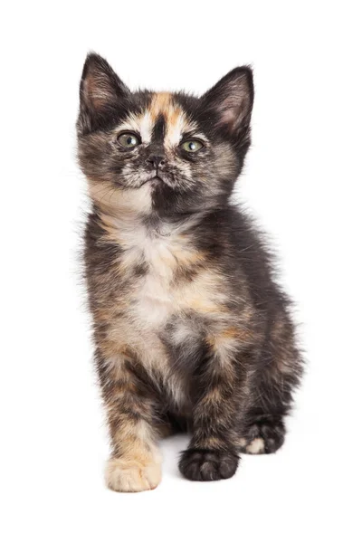 Carino tortie gattino seduto su sfondo bianco — Foto Stock