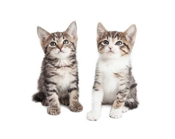 Twee baby kittens op witte achtergrond — Stockfoto