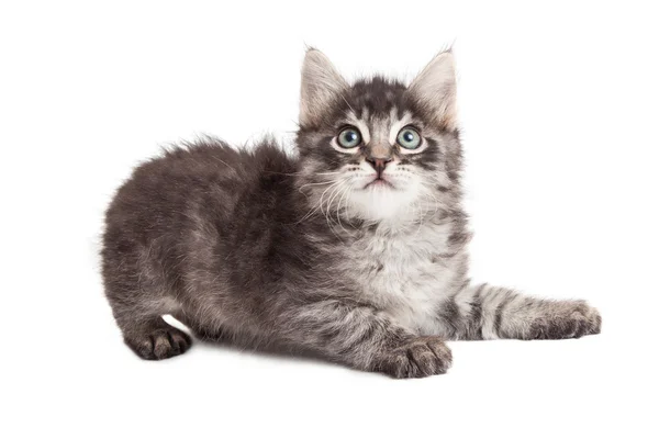 Young tabby kitten laying to side on white — Stock Photo, Image