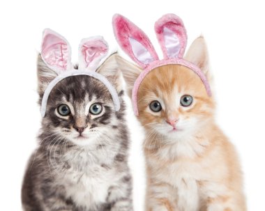Paskalya bunny kulaklar giyen iki yavru kedi